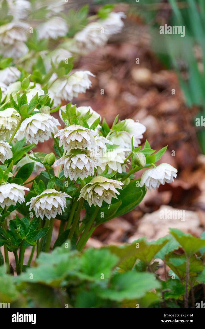 Helleborus × hybridus Harvington double white speckled, Lenten rose hellebore. Stock Photo