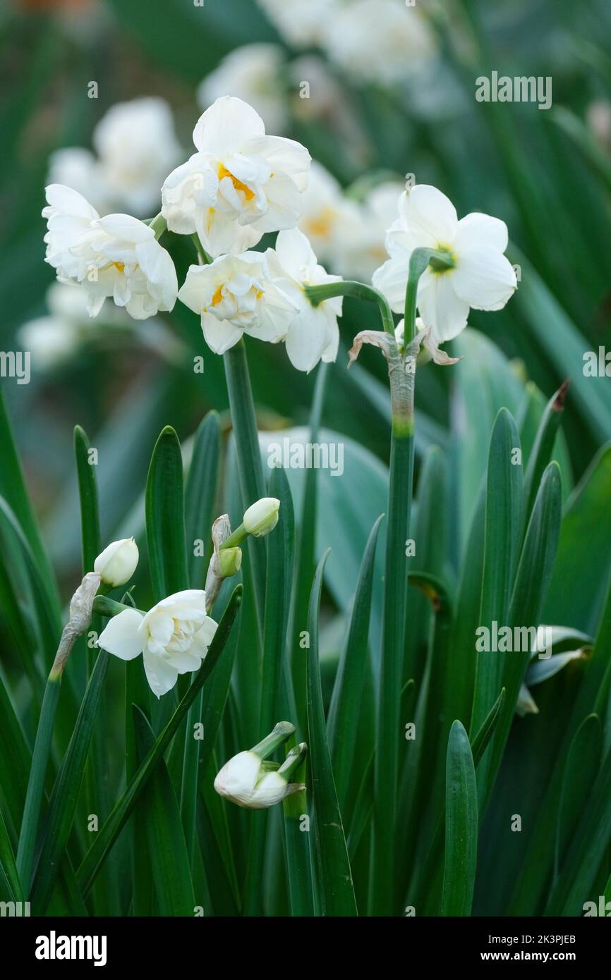 Narcissus 'Bridal Crown', daffodil 'Bridal Crown'. Bulbous perrenial, double creamy white flowers Stock Photo