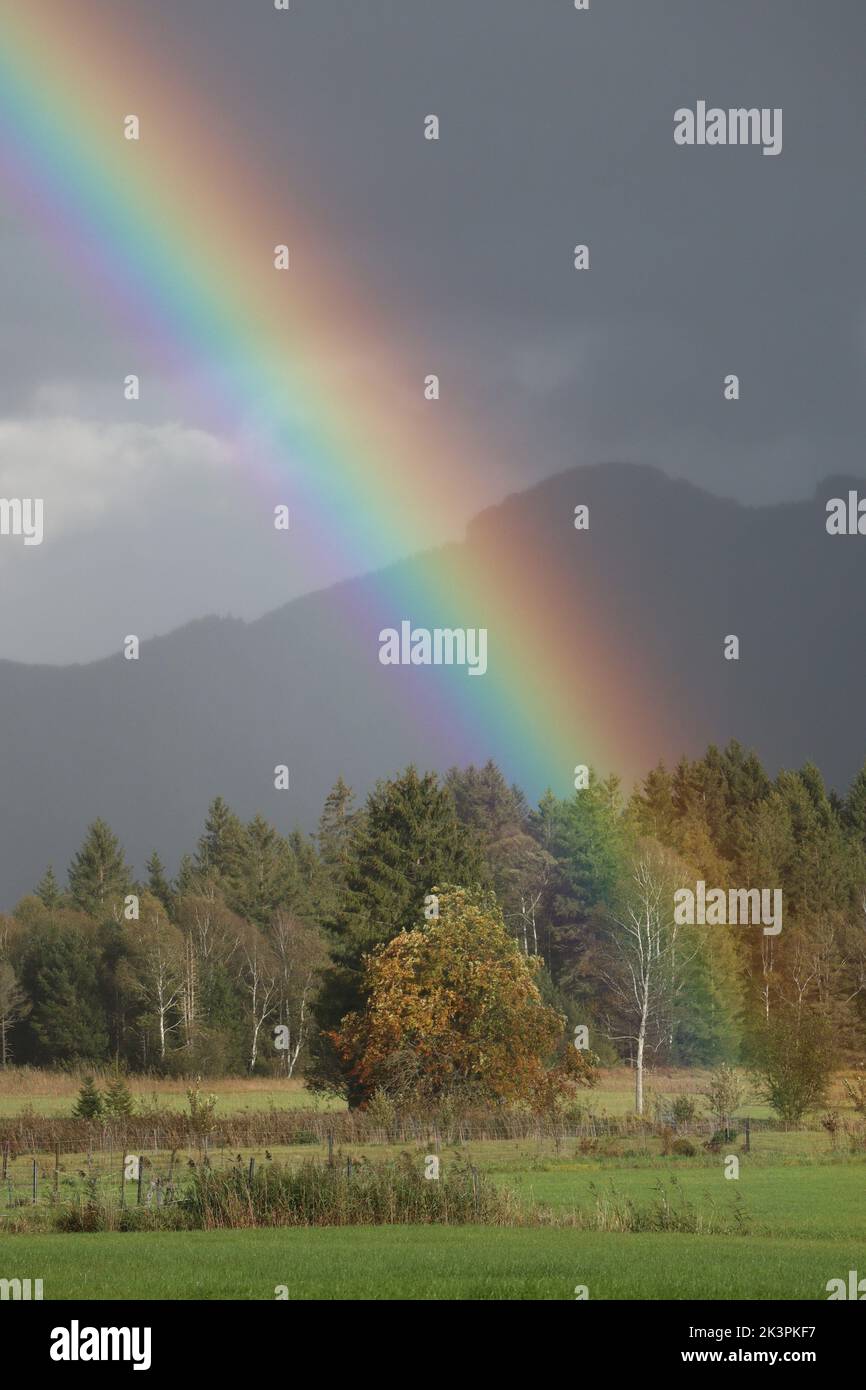 the End of a Rainbow ends in a Tree Stock Photo