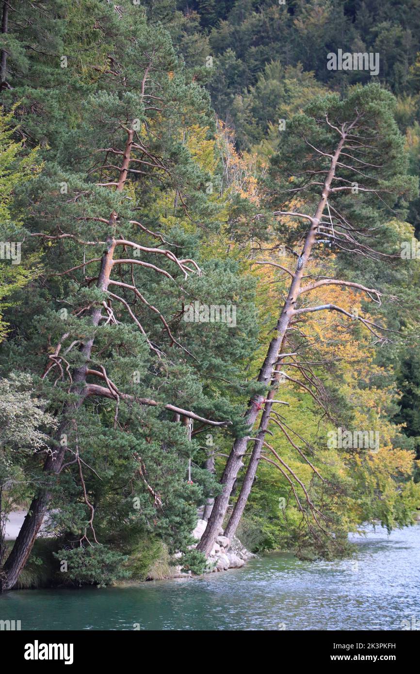 Trees on the Shore with Ropes around the Tree trunk Stock Photo