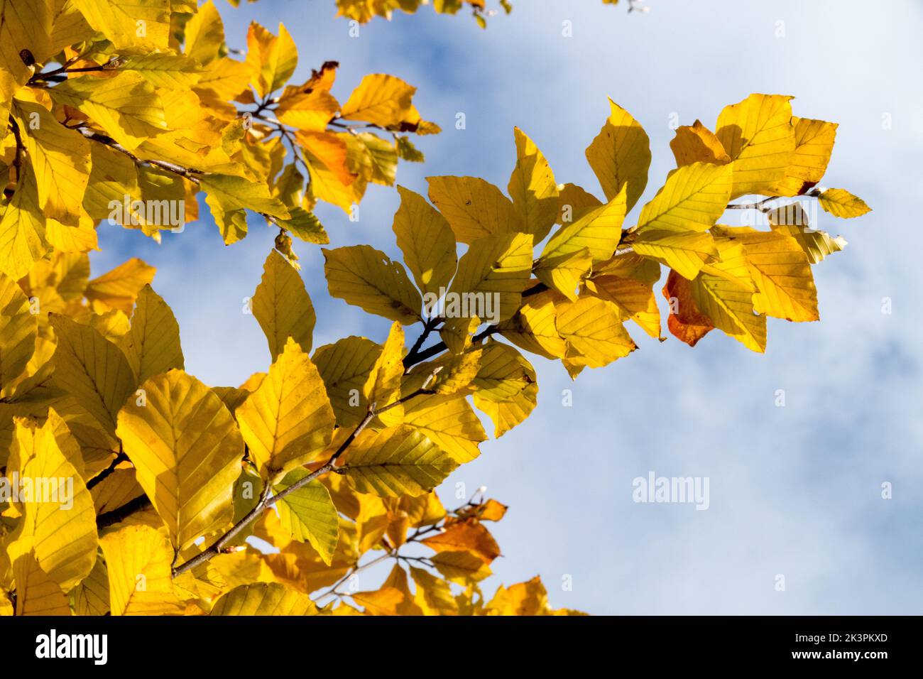 Autumn, Beech, Leaves on Branch in the Backlit, Fagus crenata, Japanese Beech, Yellow leaves, Sunny, Foliage Fagus autumn leaves Stock Photo