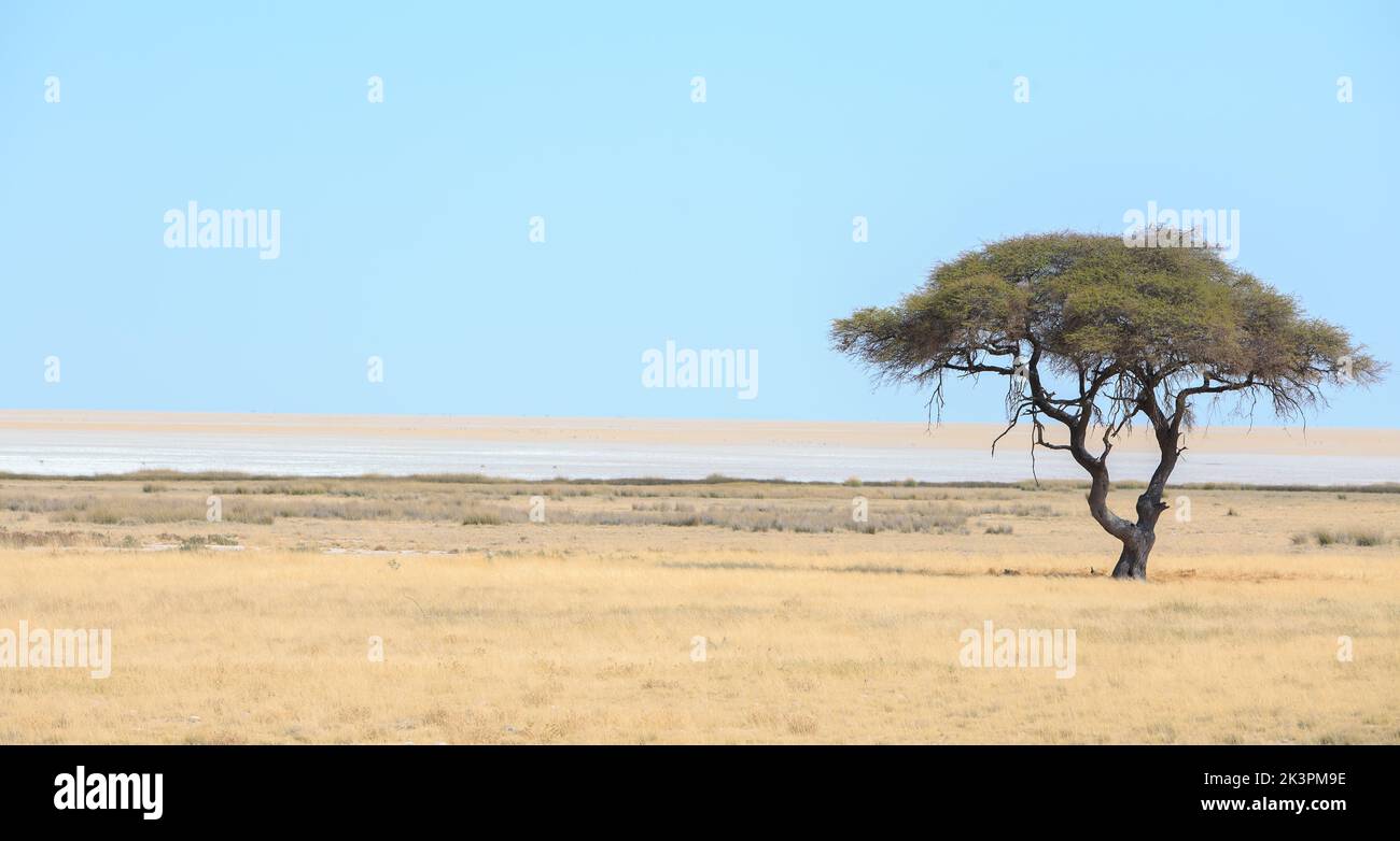 Solitary Acacia Tree stands alone on the edge of the Etosha Pan, Namibia Stock Photo