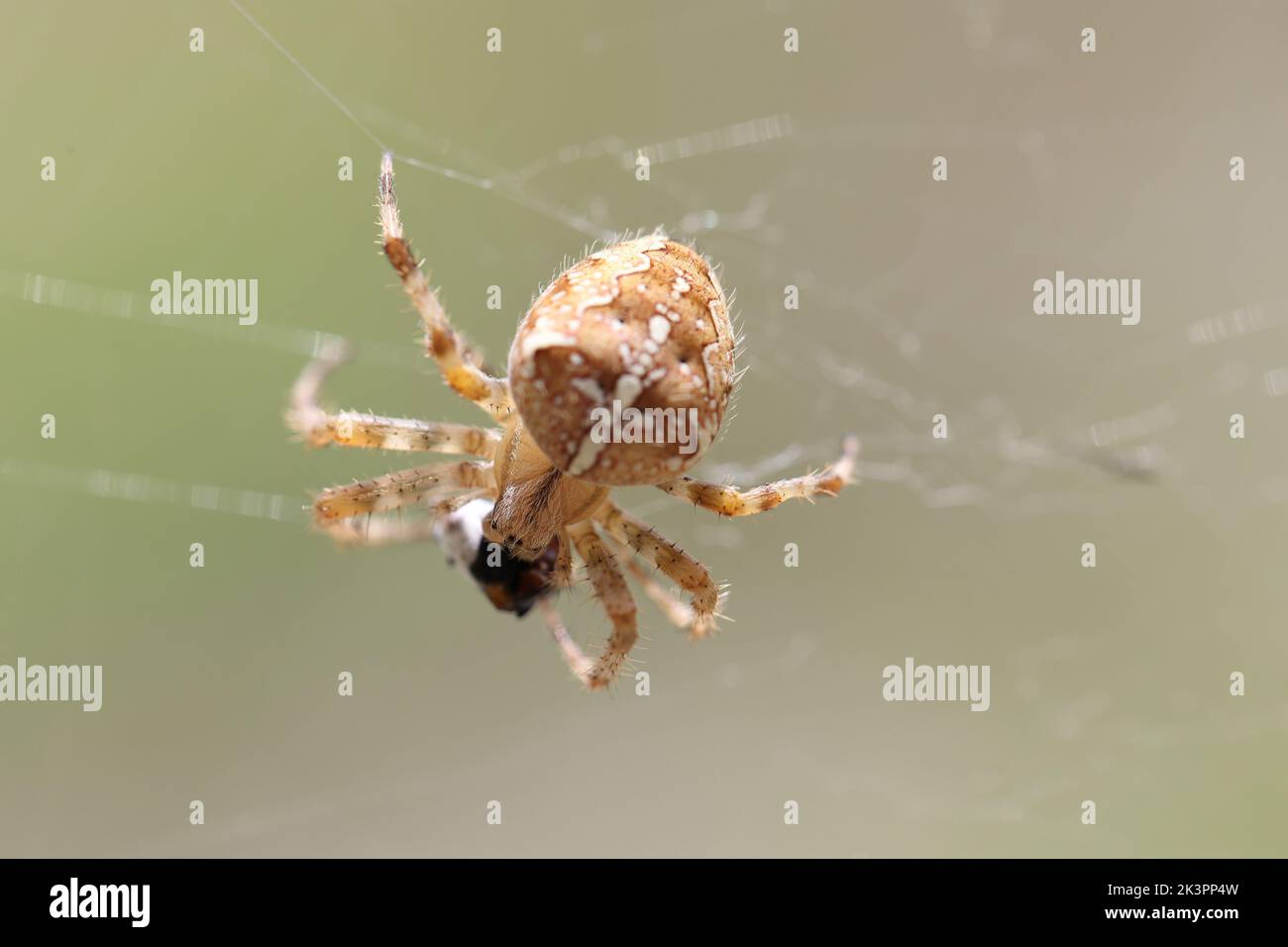 European garden spider in its web Stock Photo - Alamy