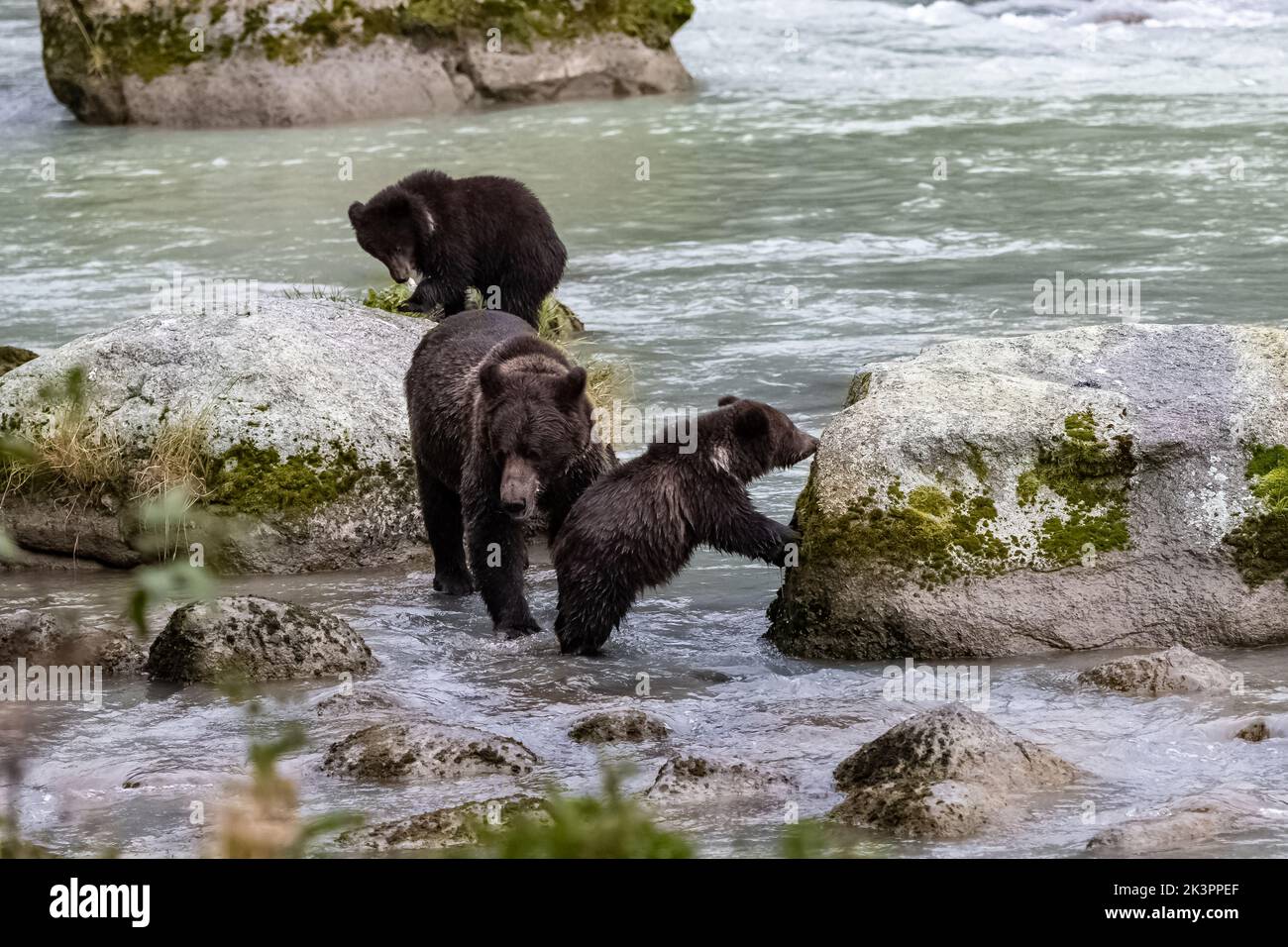 Grizzlys in the river in Alaska, mother with baby bears Stock Photo