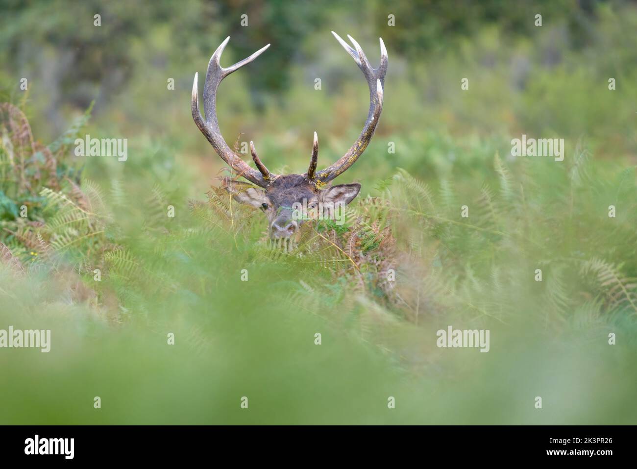 Red deer stag head above green bracken in forest during hunting season in France Stock Photo