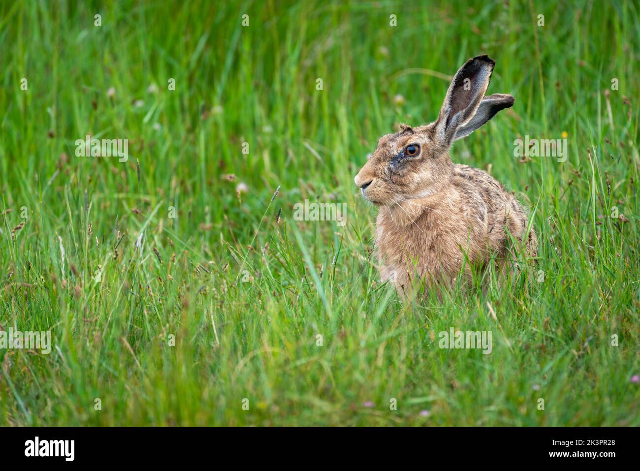 European Brown Hare (Lepus europaeus) sitting in grass field during hunting season in France Stock Photo