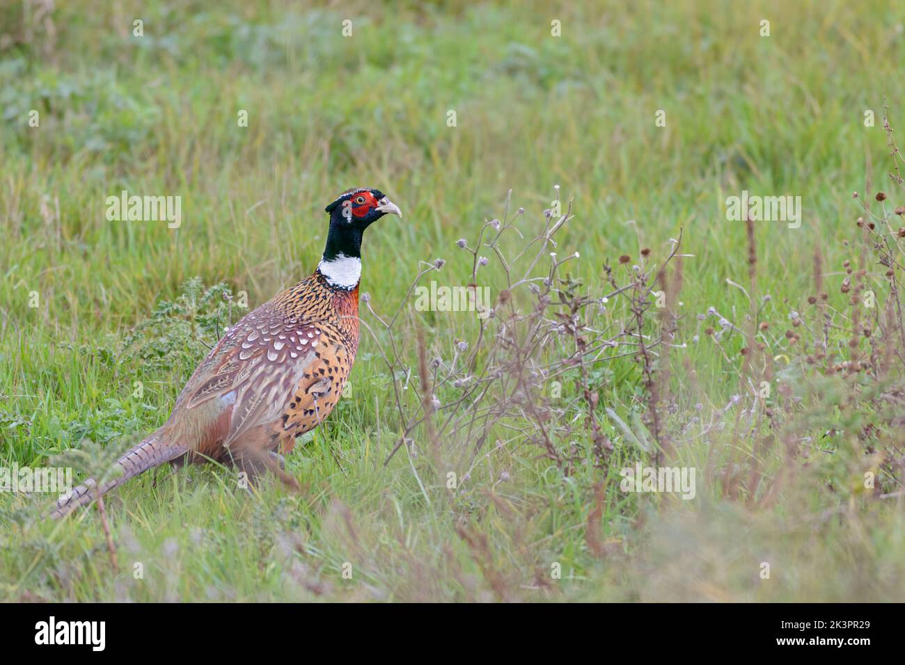 Common pheasant Phasianus colchicus in grass field during hunting season in France Stock Photo