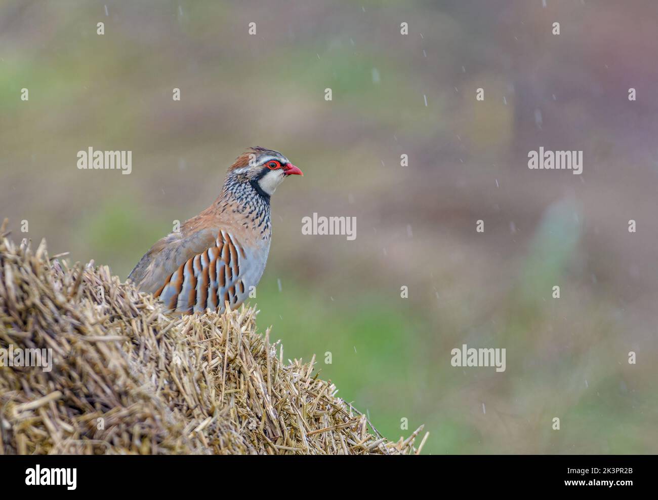 Red-legged partridge (Alectoris rufa) in France during hunting season sitting in rain on bail of straw Stock Photo