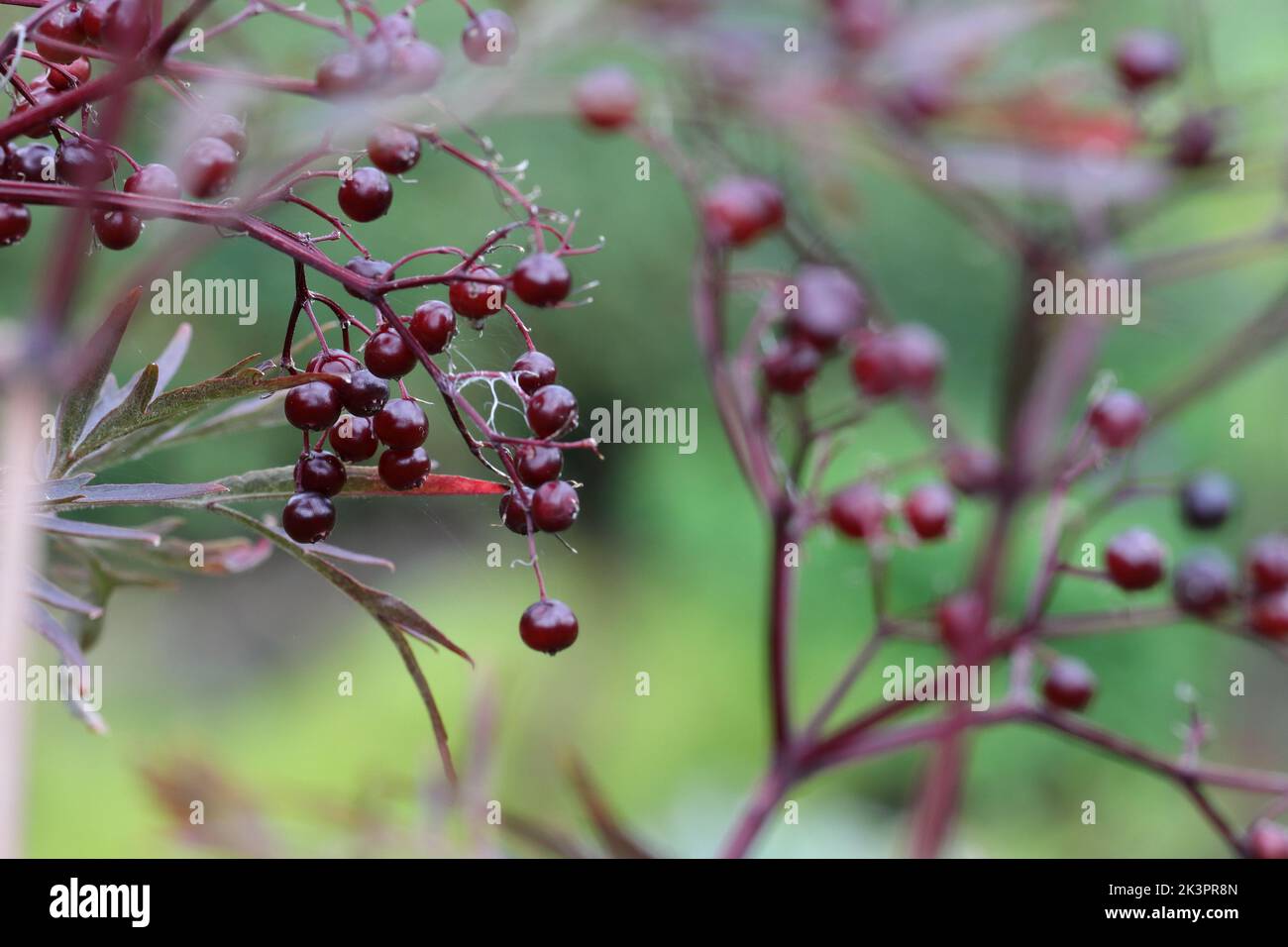 close-up of red-black elderberries in autumn, selective focus, blurry background Stock Photo