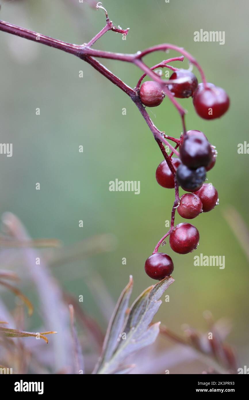 close-up of hanging elderberries against a blurry background, copy space Stock Photo