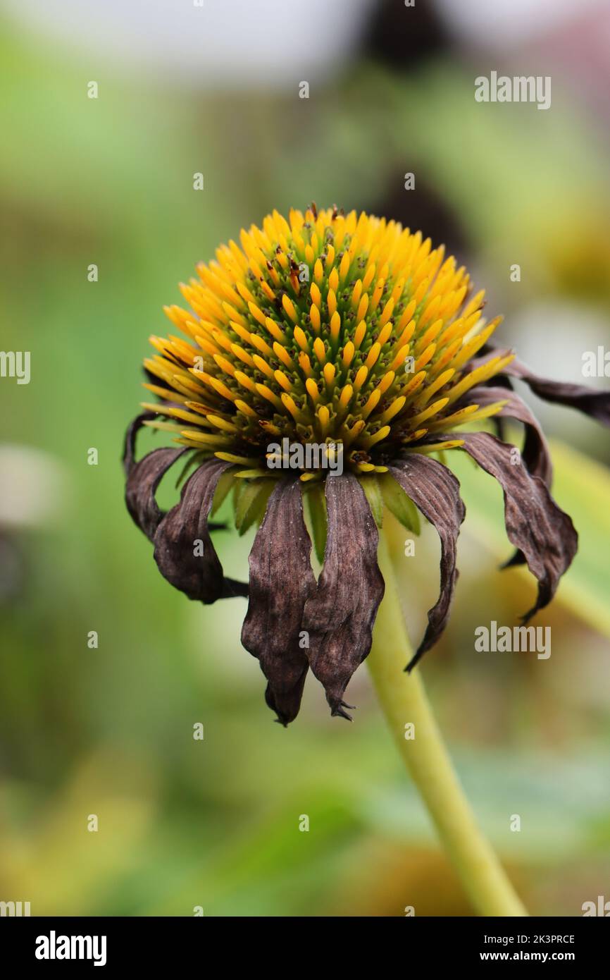 close-up of an echinacea purpurea with still yellow flower basket and brown dried petals Stock Photo