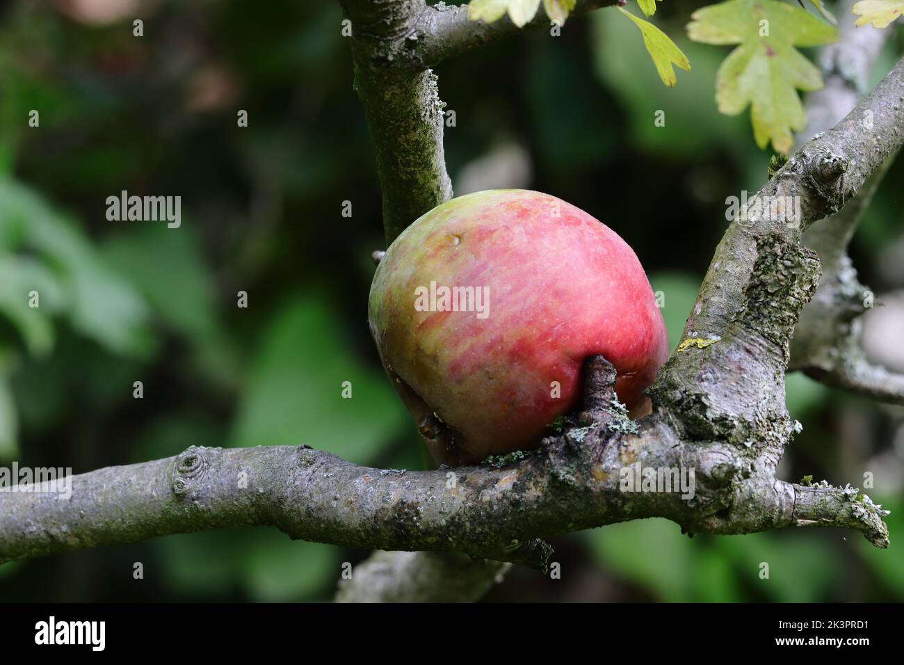 an apple fallen from its tree is stuck on a branch fork, side view Stock Photo