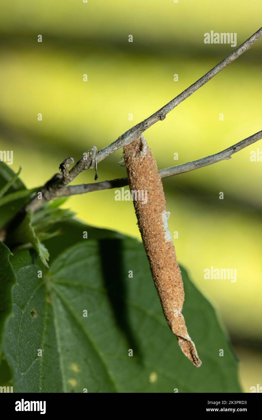 The Bagworm is named after the protective case the caterpillar constructs from silk and debris to camouflage itself. Usually only the male fly. Stock Photo