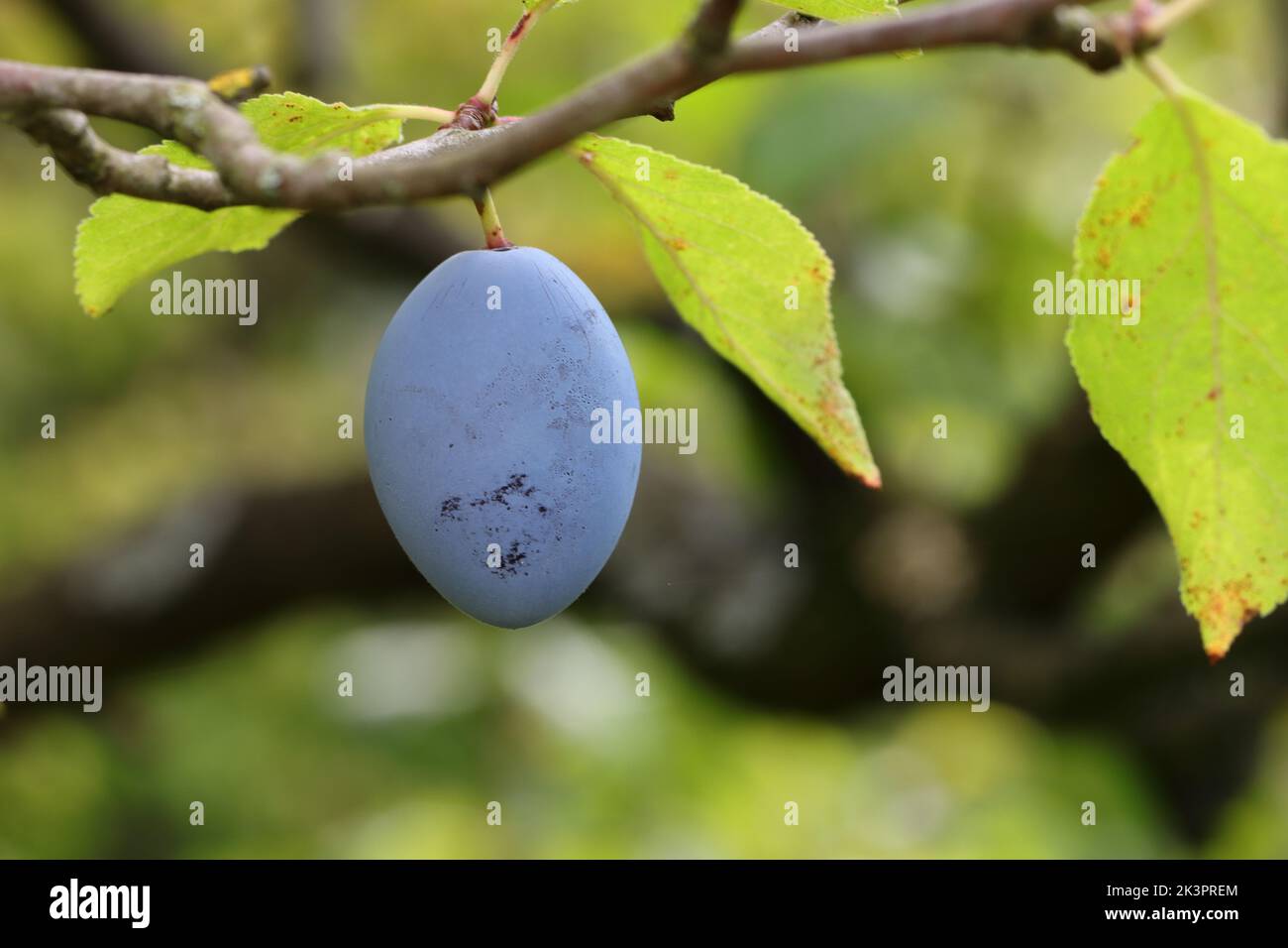 a single plum hangs ready for harvest on a branch, side view, natural blurred background Stock Photo