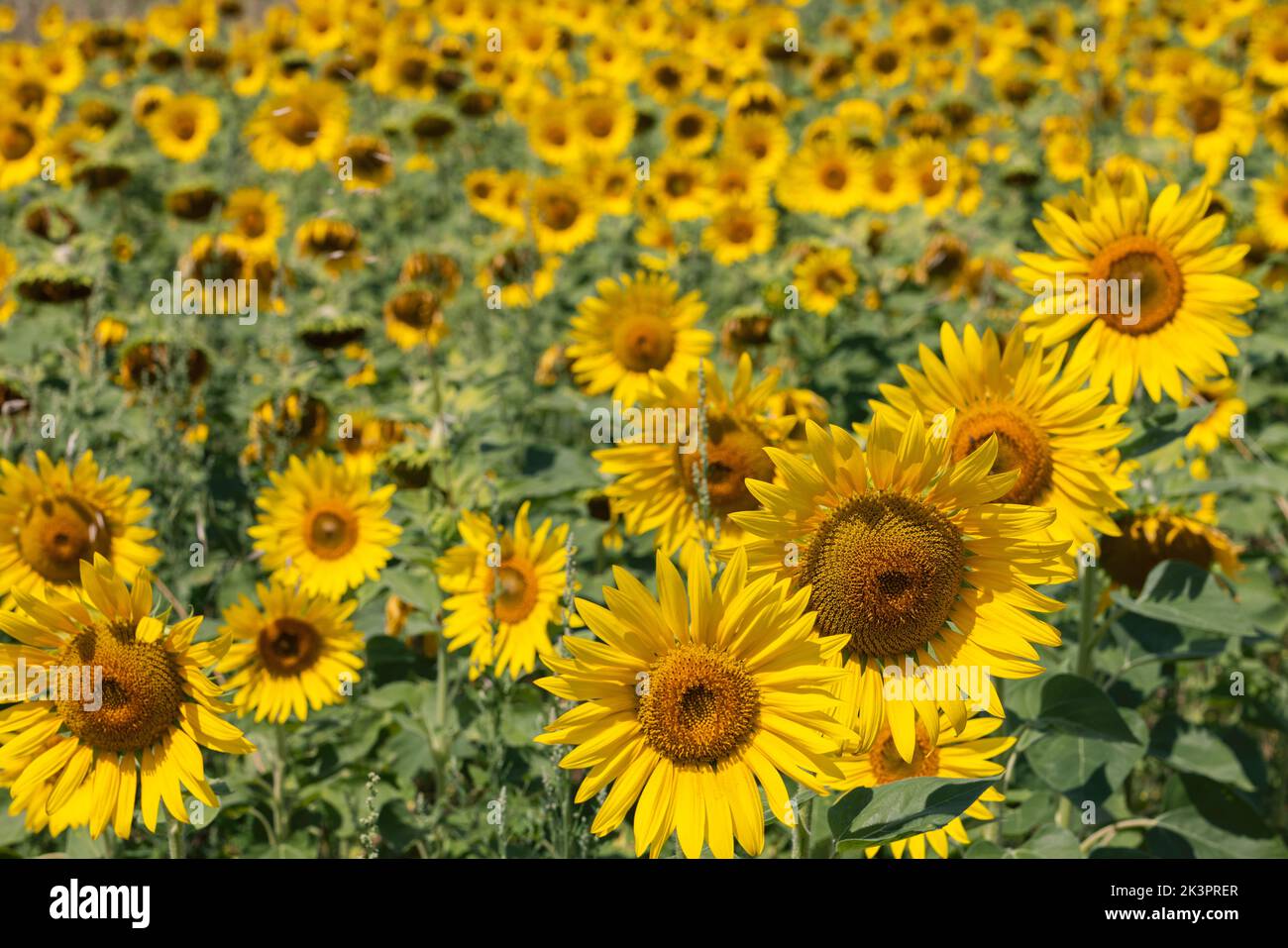 Full field of bright yellow sunflowers (Helianthus annuus) inflorescences at different stages of ripening Stock Photo