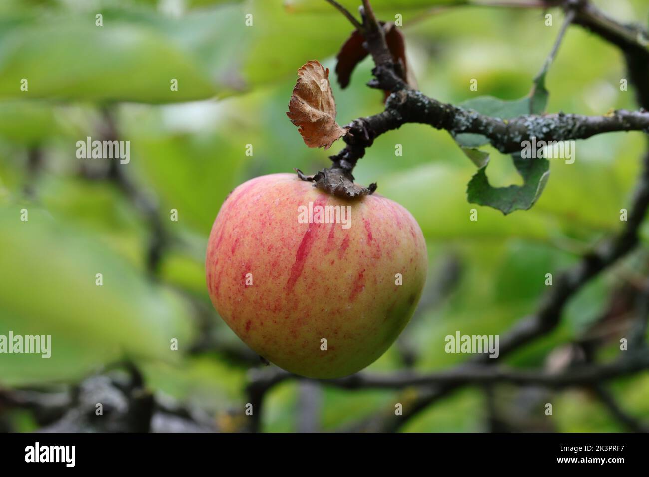 a beautiful single apple hangs ready for harvest still on the tree, side view Stock Photo