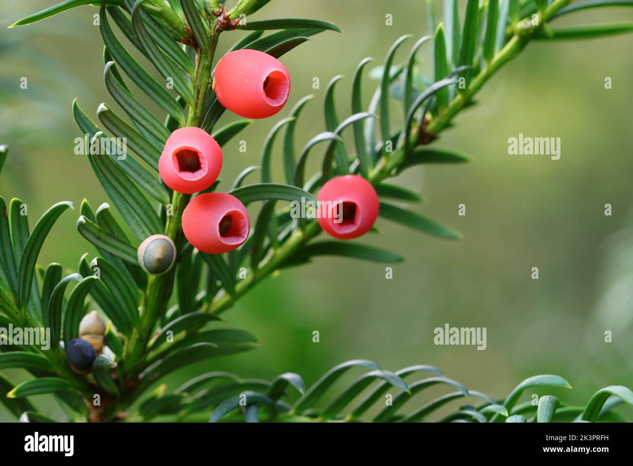 close-up of ripened red seeds on a branch of the European yew (taxus baccata) against a green blurry background Stock Photo