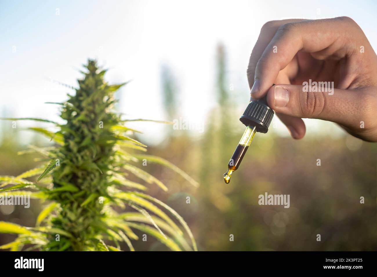 Hand holding pipette bottle filled with hemp seed oil at the cannabis