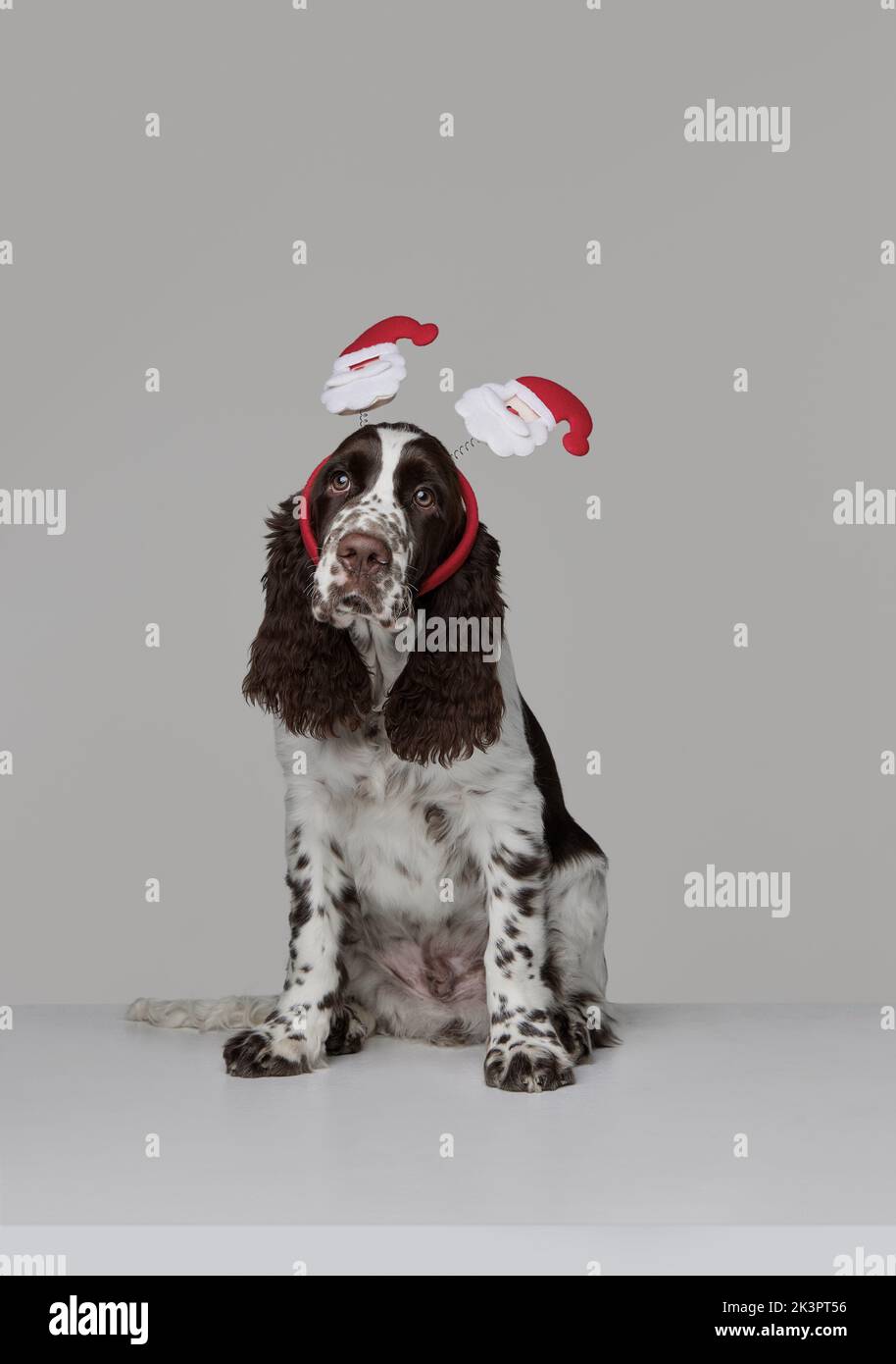 Springer spaniel best sale accessories