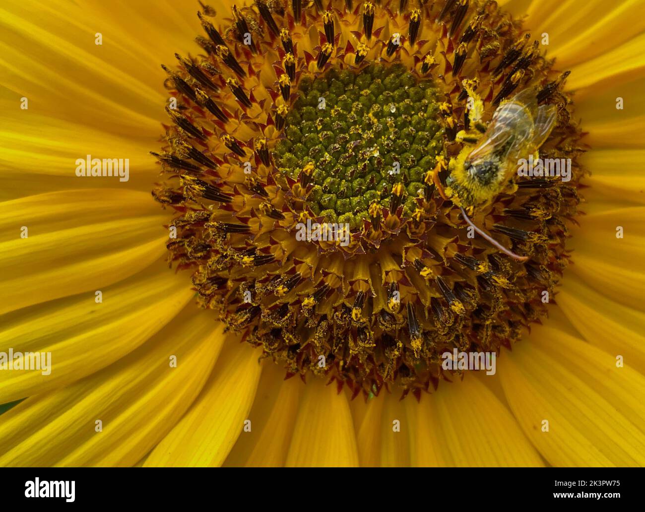 A closeup of bee sipping nectar from sunflower Stock Photo