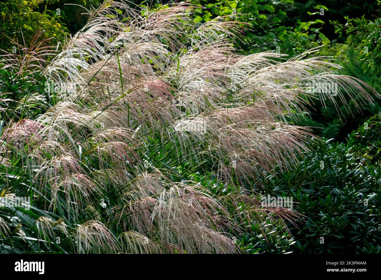 Perennial, Ornamental grass, In the garden, Ornamental, Panicles, Silver grass, Garden, Miscanthus sinensis 'Goldfeder' Stock Photo
