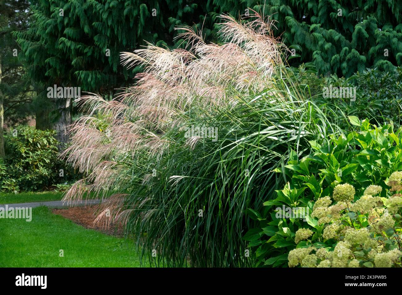Garden Miscanthus, Herbaceous, Garden, Miscanthus "Goldfeder", Late