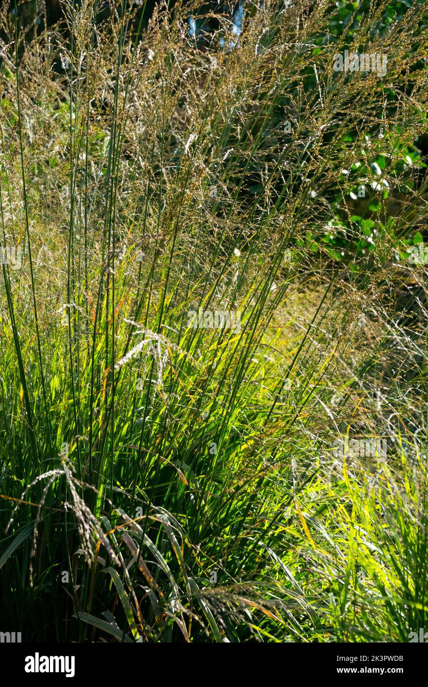 Molinia caerulea, Purple moor-grass, Ornamental grass, Moor-grass, Clump,Hardy, Grasses, Perennial, Garden, Molinia caerulea 'Karl Foerster' Stock Photo