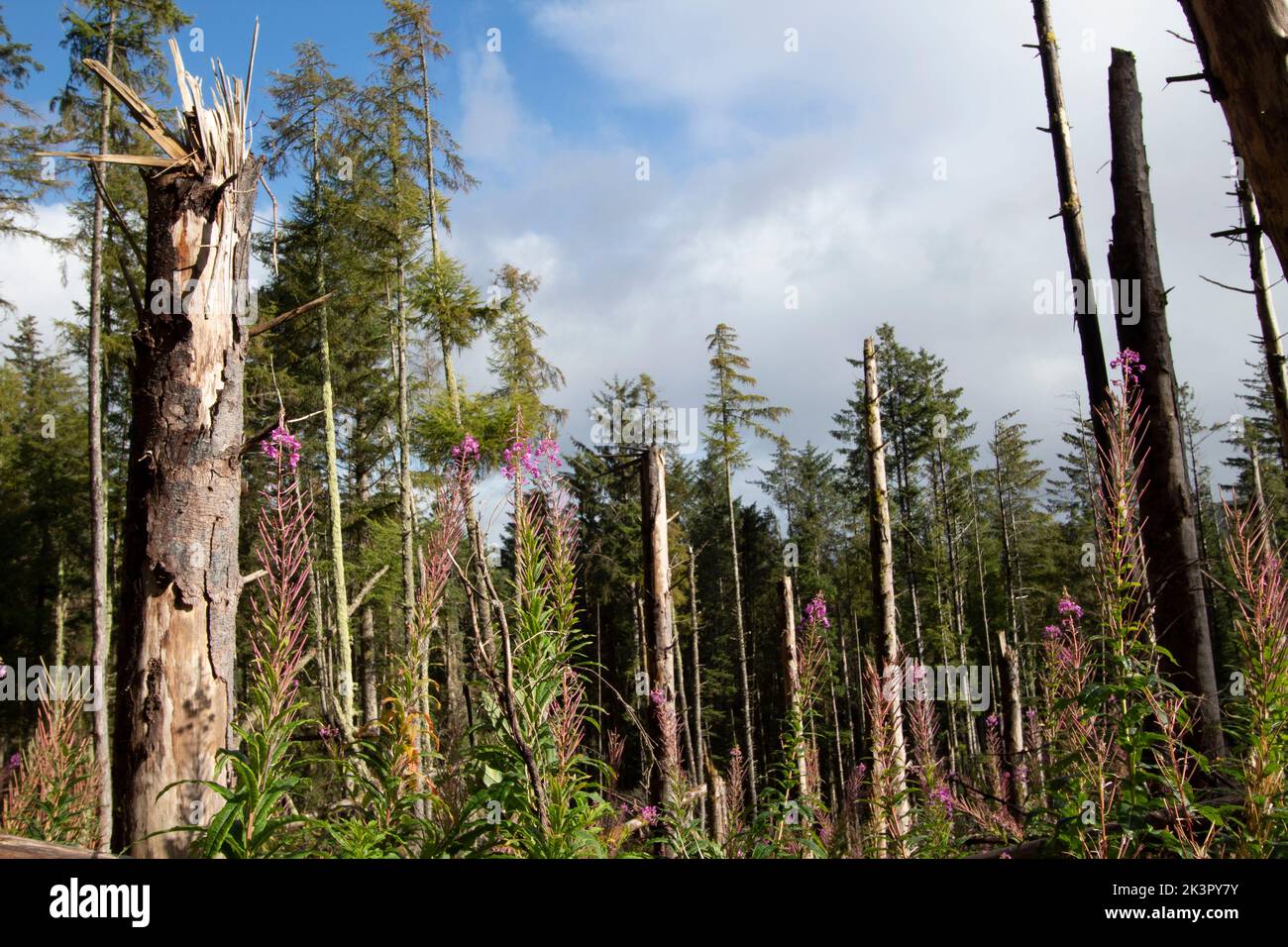 Pine trees in Portree Forest, Isle of Skye, Inner Hebrides Scotland UK Stock Photo