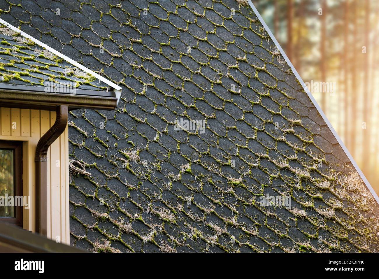 dirty house roof shingles with moss and pine needles Stock Photo