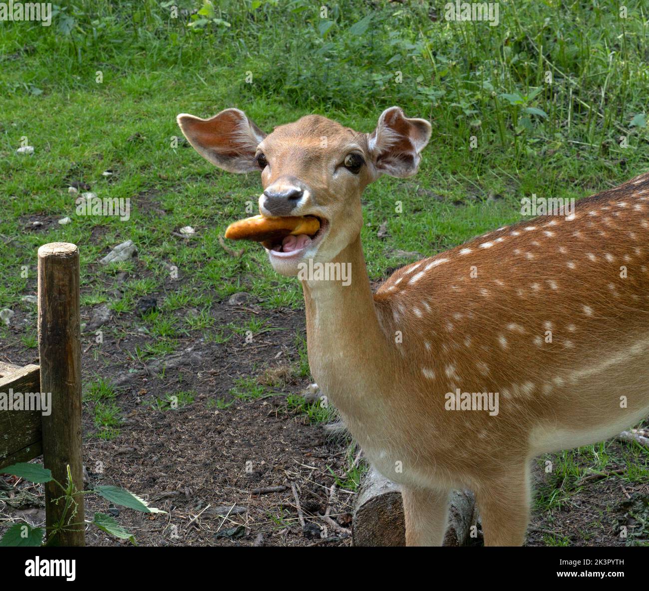 Funny fallow deer female eating an old roll Stock Photo