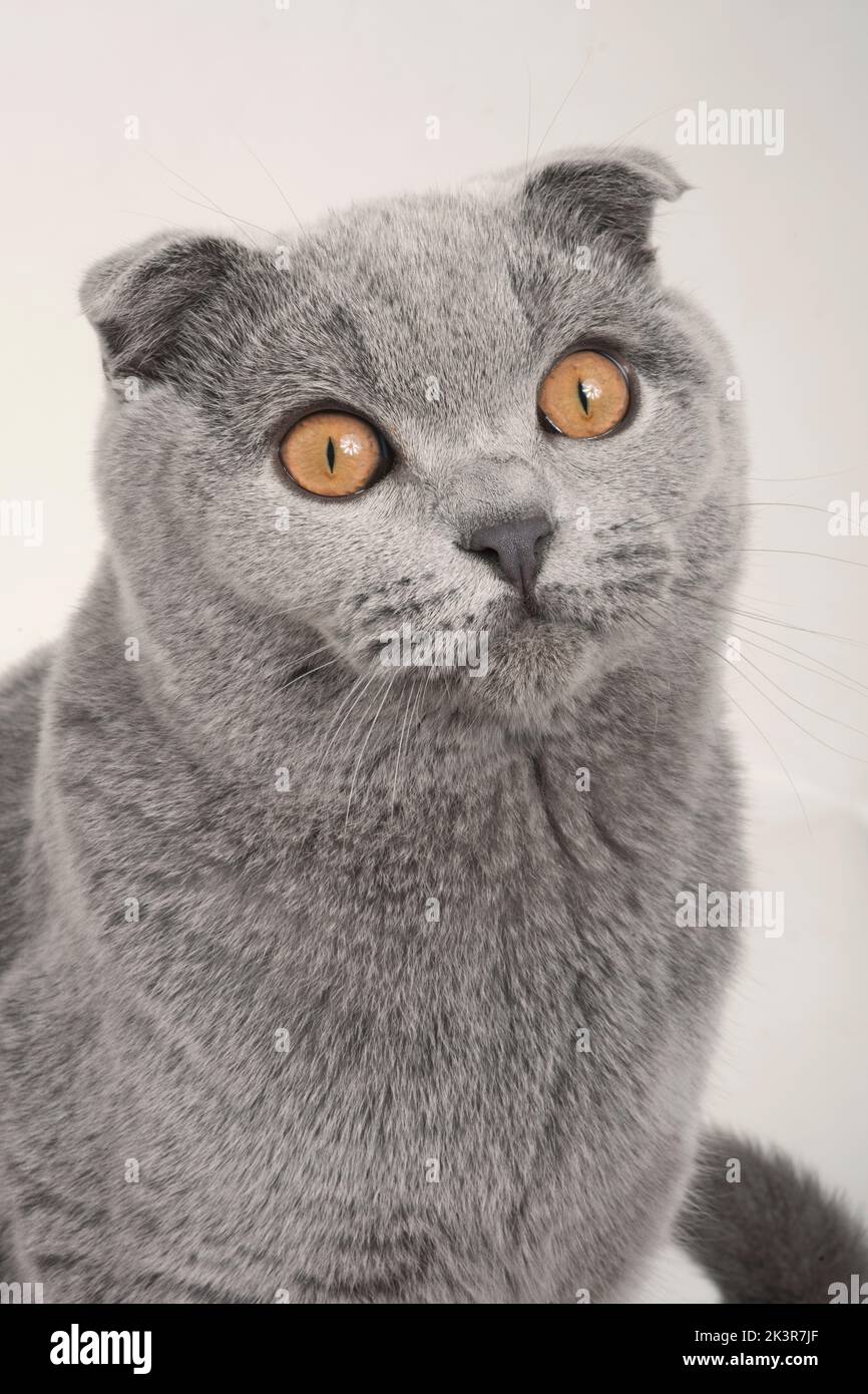 Adult male Blue Scottish Fold cat with golden eyes, sitting, looking at camera, front view, close-up Stock Photo