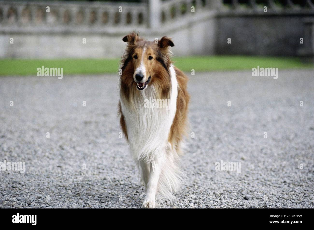 Lassie dog film hi-res stock photography and images - Page 2 - Alamy