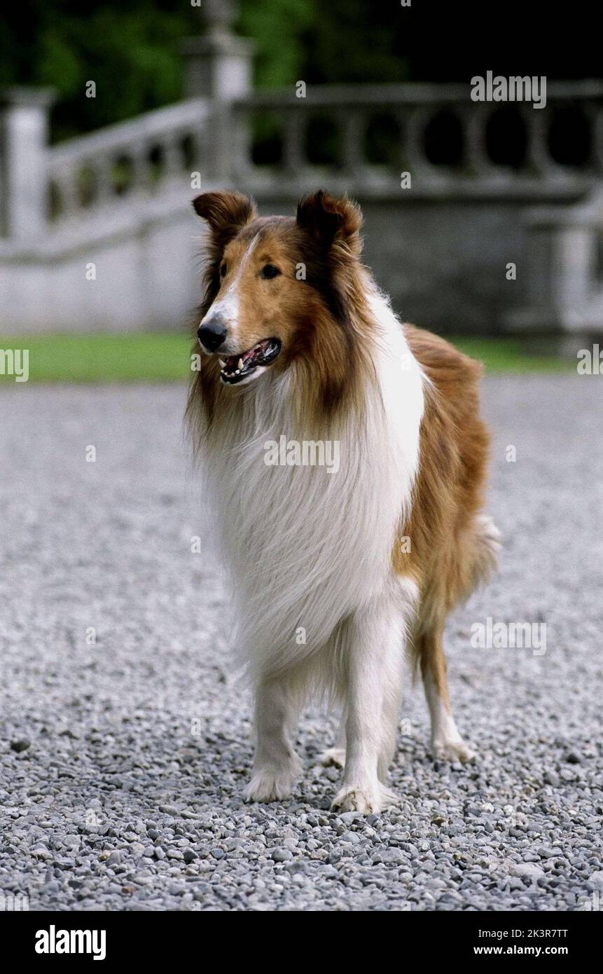 Lassie film movie hi-res stock photography and images - Page 2 - Alamy