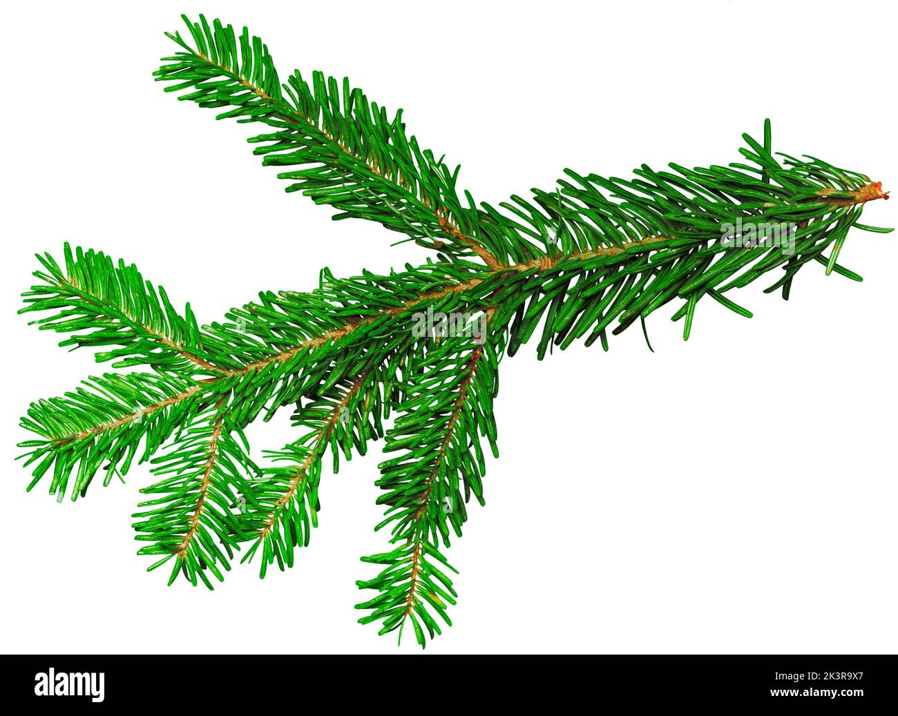 Fir branch isolated on white background Stock Photo - Alamy