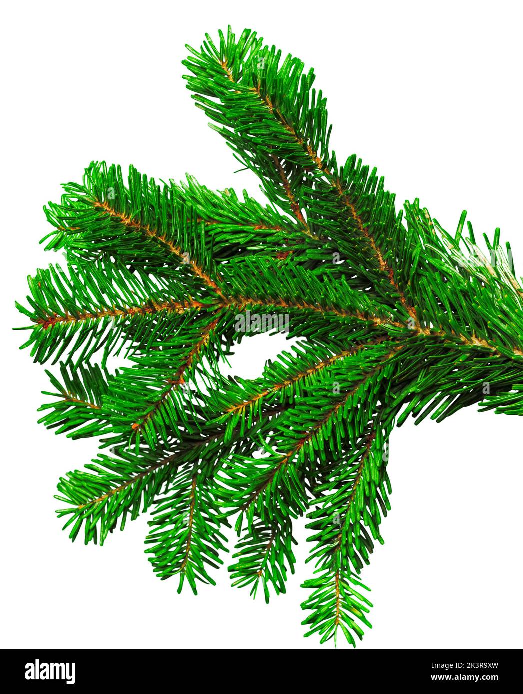 Fir branch isolated on white background Stock Photo - Alamy