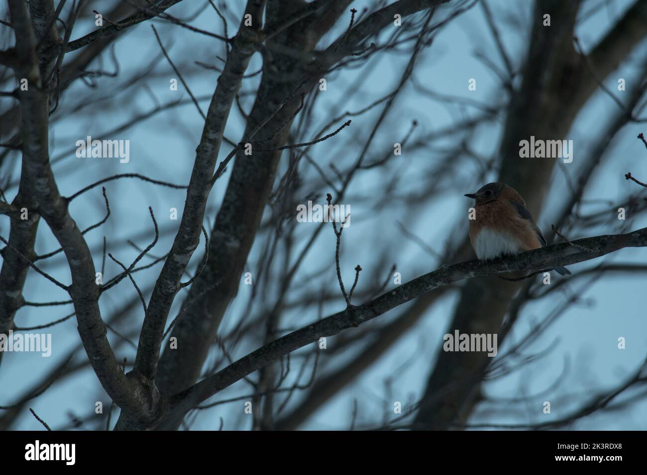 Eastern Bluebird perched in the tress around Hemlock Lake in New York Stock Photo