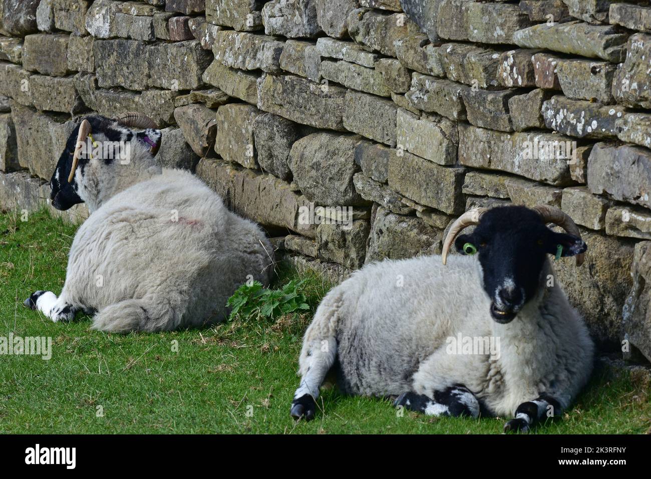 Two rams sitting by a wall, Haworth Moor, Autumn, Bronte country, West Yorkshire Stock Photo