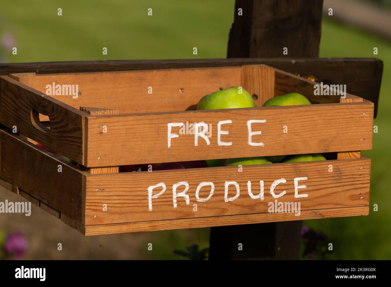 A wooden box attached to a fence in Yorkshire, England. The box contains surplus apples that are offered free to anyone passing. Stock Photo