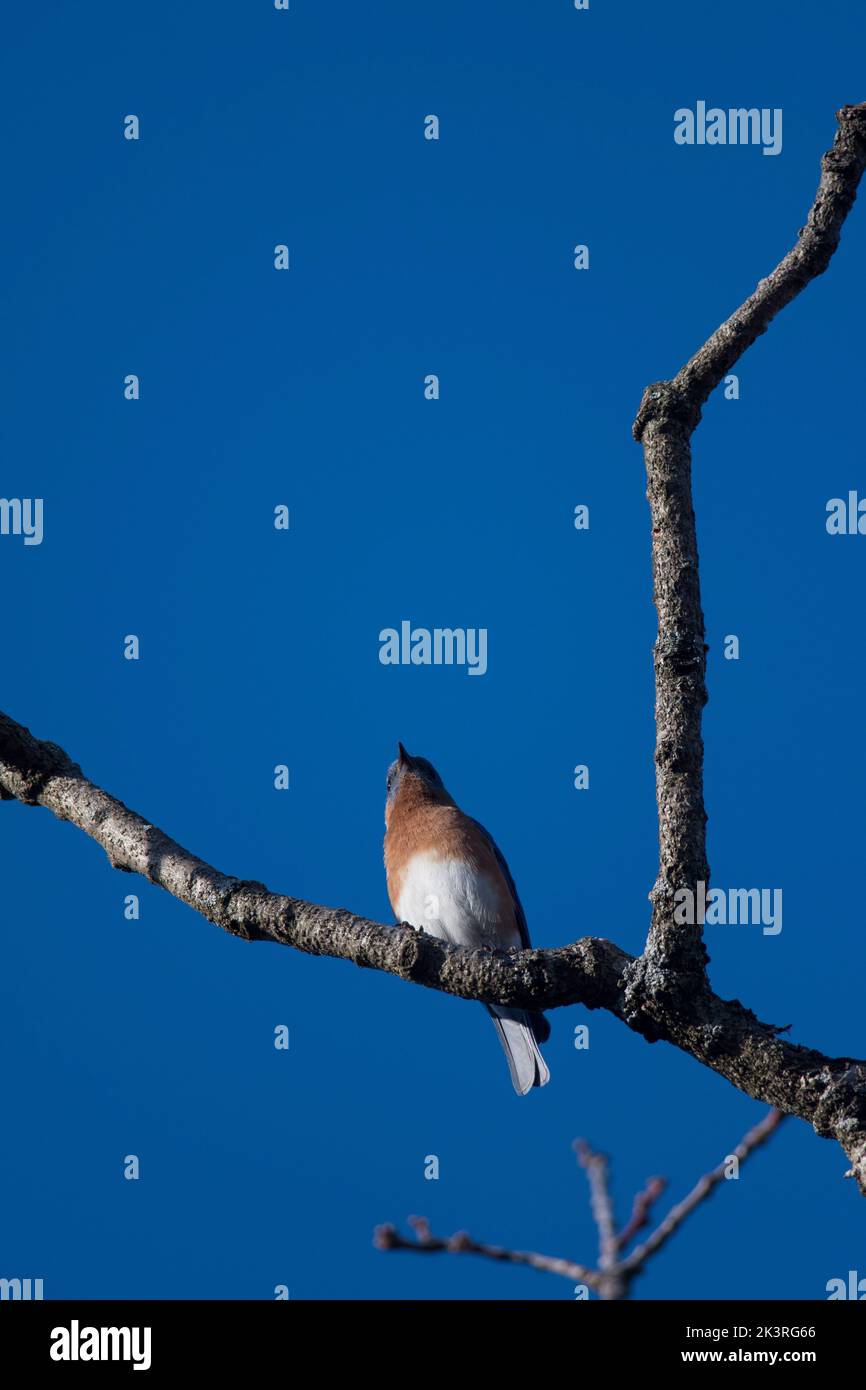 Looking up at an Eastern Bluebird Stock Photo