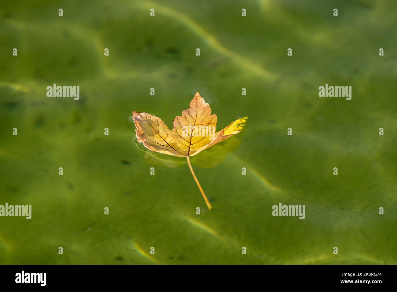 Sycamore Maple.  Acer pseudoplatanus  leaf floating on water with copyspace, Abington Park, Boating lake, Northampton, UK. Stock Photo