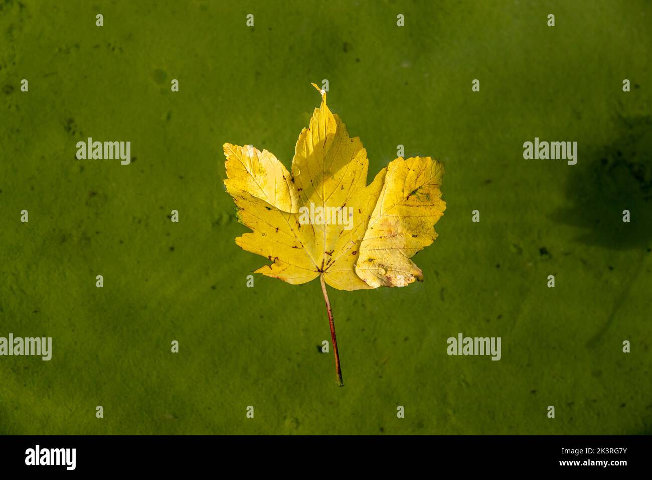 Sycamore Maple.  Acer pseudoplatanus  leaf floating on water with copyspace, Abington Park, Boating lake, Northampton, UK. Stock Photo