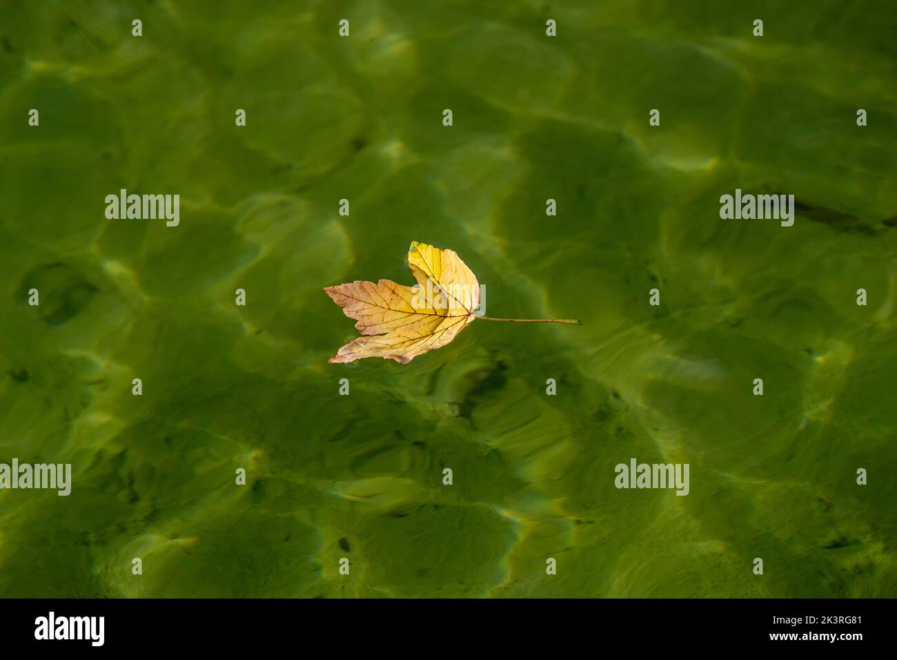 Sycamore Maple.  Acer pseudoplatanus  leaf floating on water with copyspace, Abington Park, Boating lake, Northampton, UK. Stock Photo