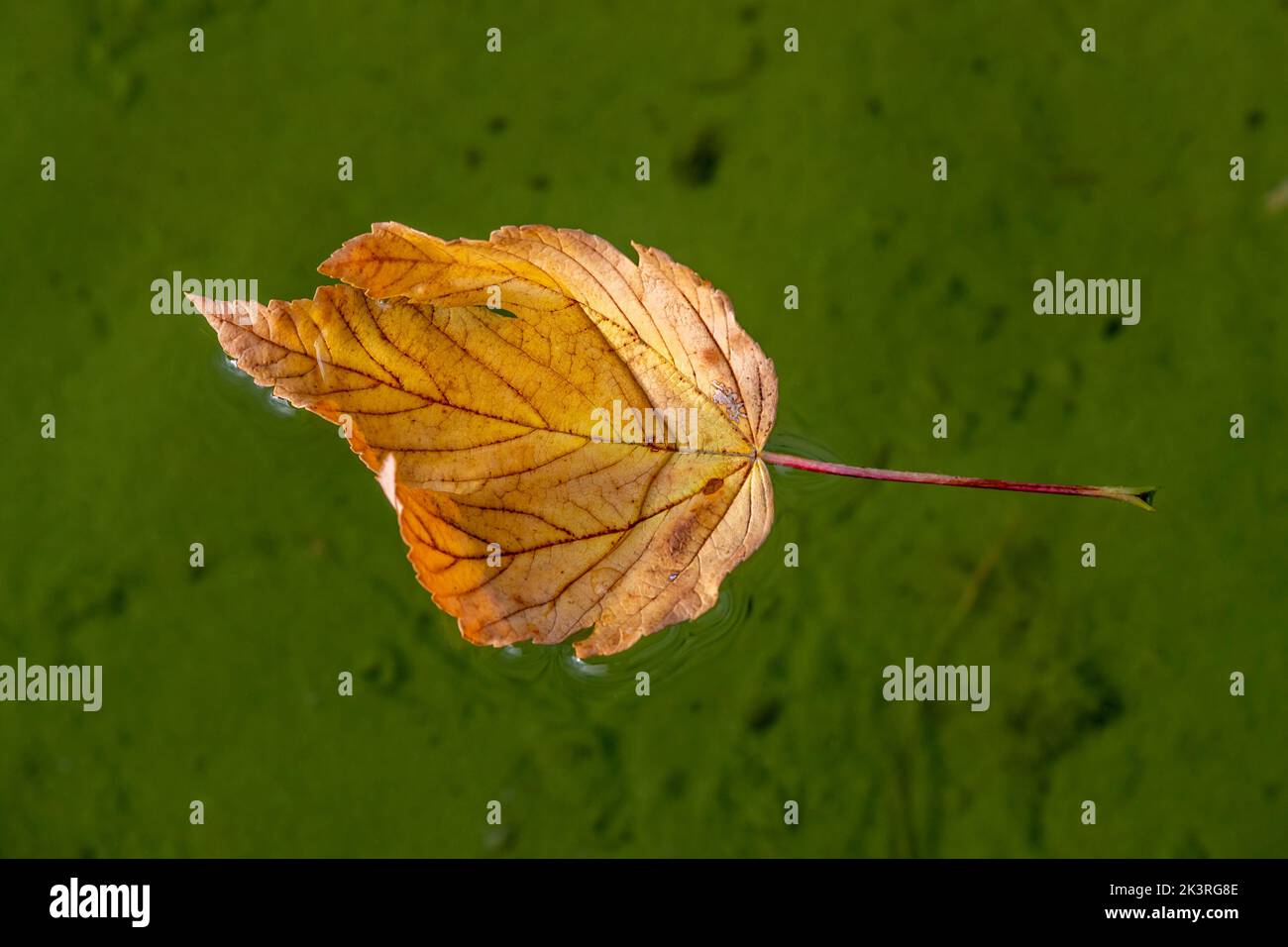 Sycamore Maple.  Acer pseudoplatanus  leaf curled up floating on water with copyspace, Abington Park, Boating lake, Northampton, UK. Stock Photo