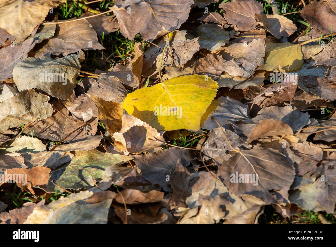 Early signs of Autumn with leaves falling in Abington Park, Northampton, Engalnd, UK. Stock Photo
