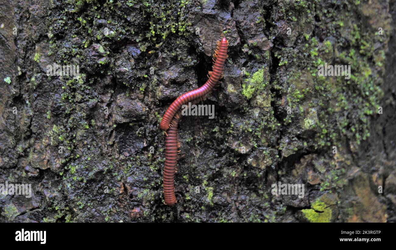 Trigoniulus corallines also called as rusty millipede or common Asian millipede. Inhabit in moist areas, rotten wood etc. Stock Photo