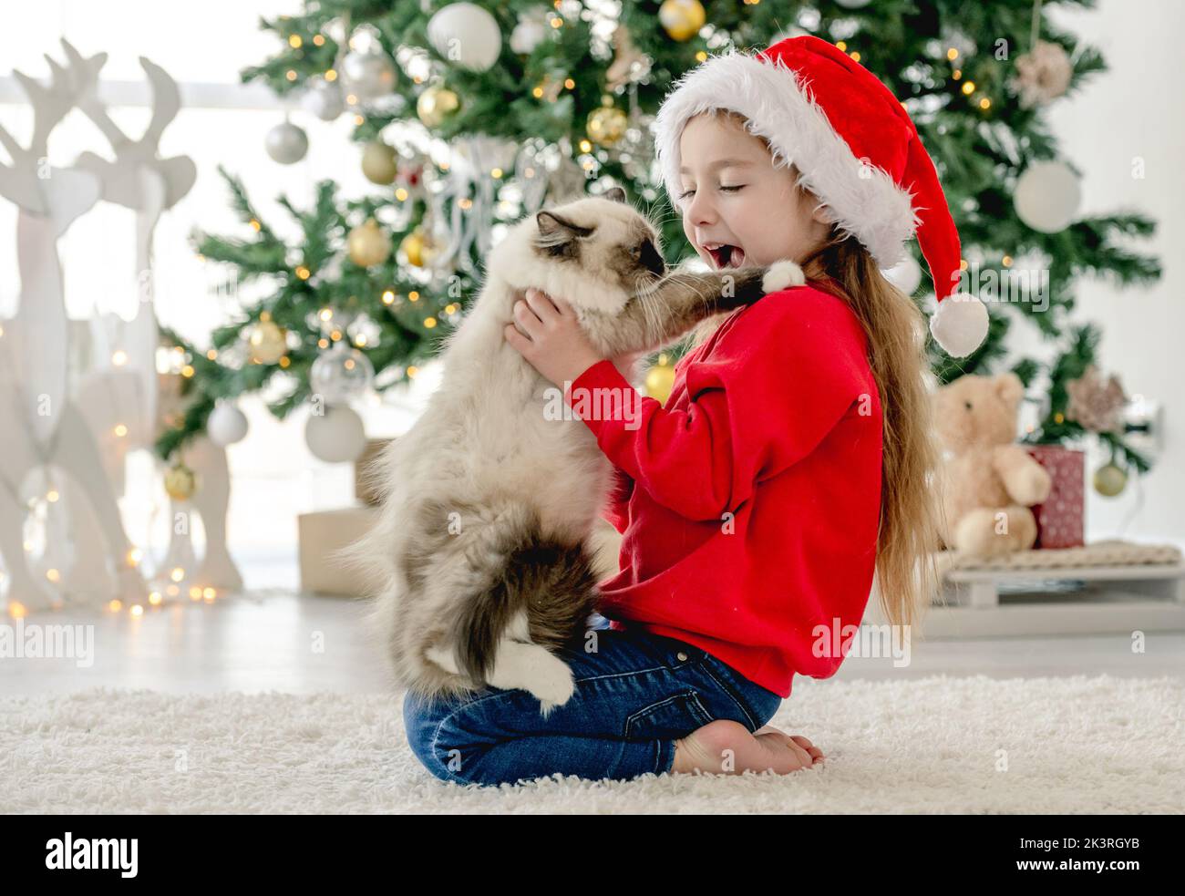 Child with ragdoll cat in Christmas time Stock Photo - Alamy