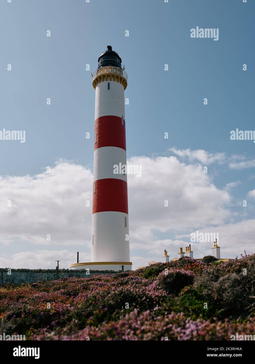 Tarbat Ness Lighthouse and summer heather, Tarbat Ness, Tain & Easter Ross, Cromartyshire, Scotland UK Stock Photo