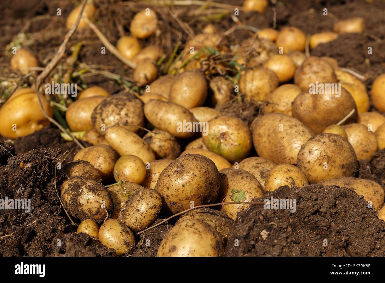 Pile of newly harvested potatoes on field. Harvesting potato roots from
