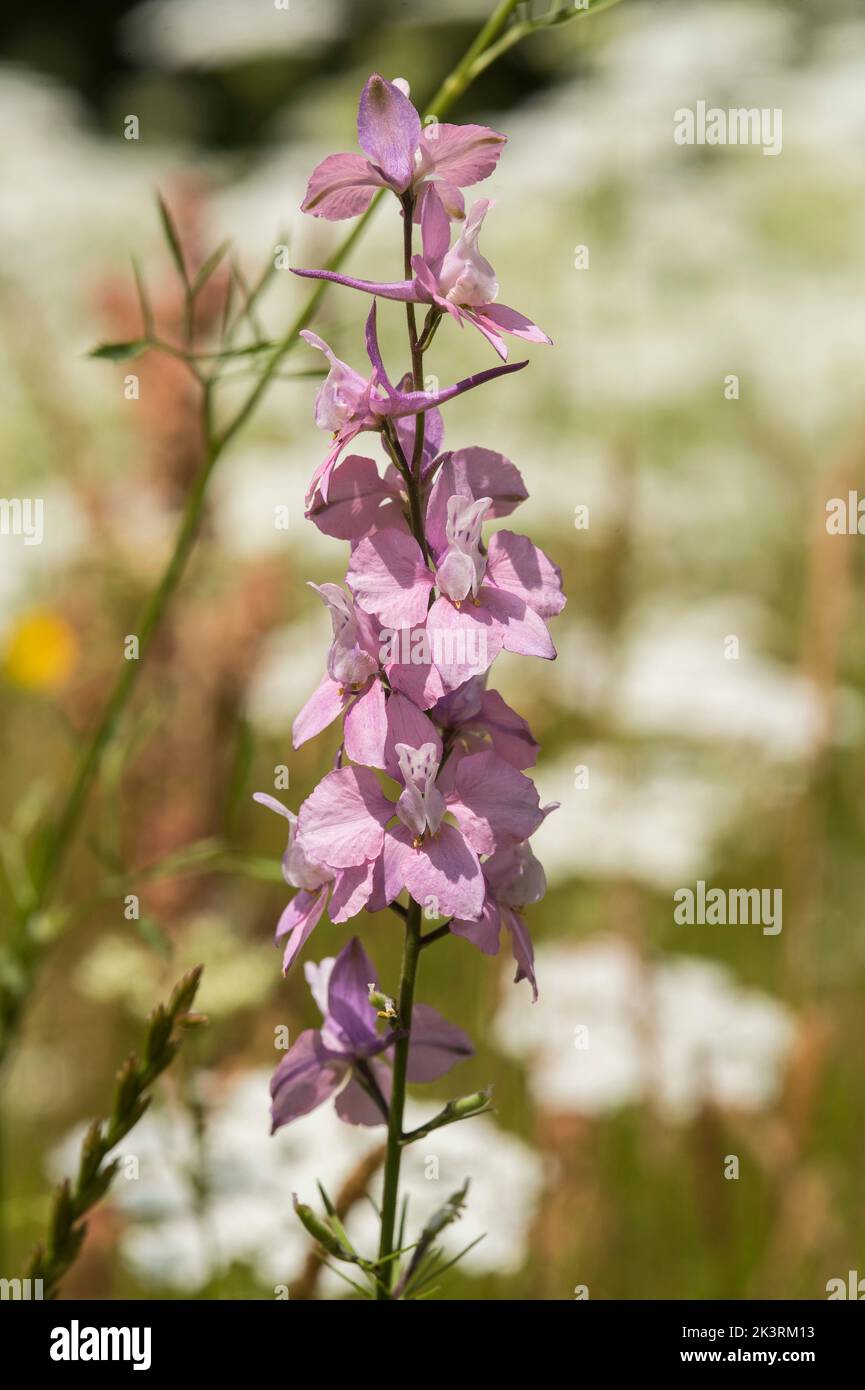 Close up of pink Prairie Larkspur - Delphinium Carolinianum aka ...