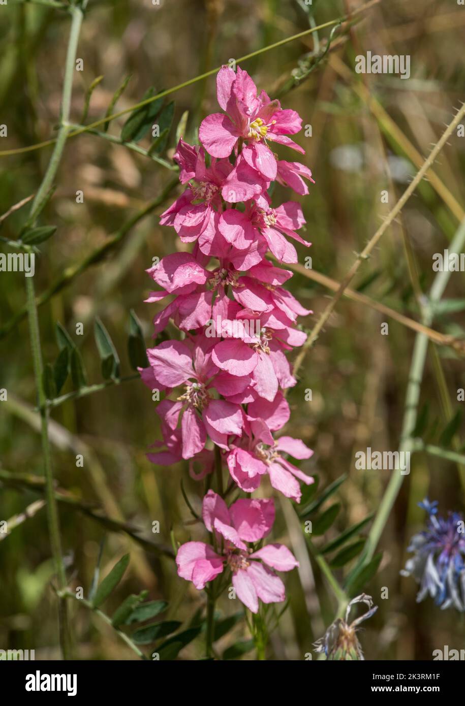 Close up of pink Prairie Larkspur - Delphinium Carolinianum aka Consolida. Stock Photo